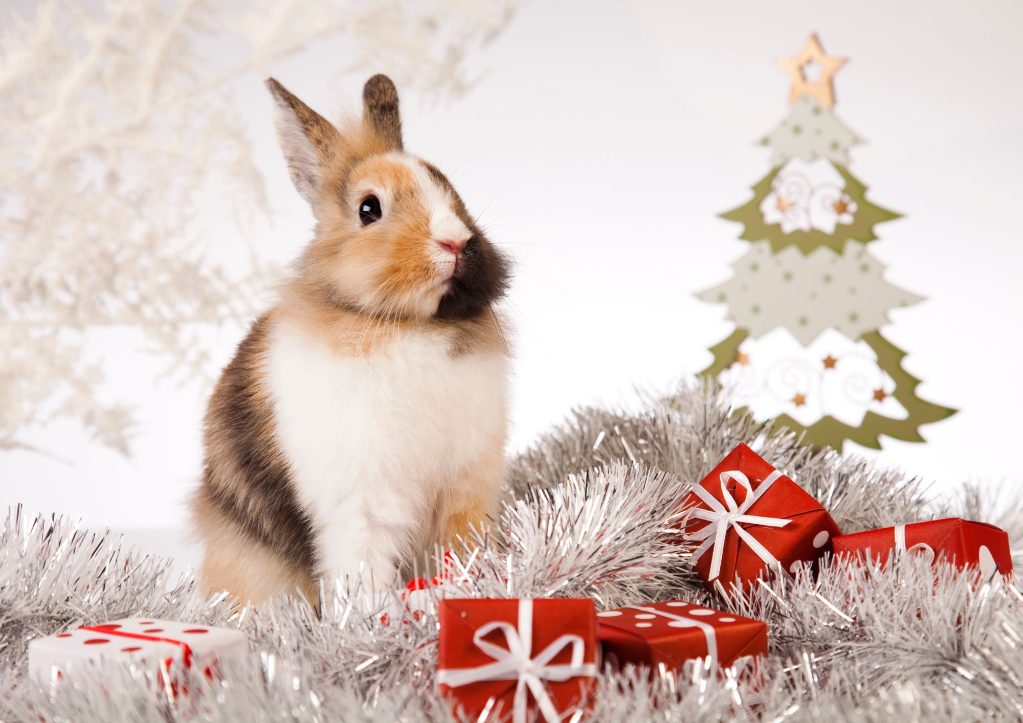 Kr&oacute;liczek w otoczeniu łańcuch&oacute;w choinkowych i prezent&oacute;w.