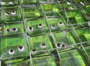 Galaretki w zielonym kolorze z oczkami.