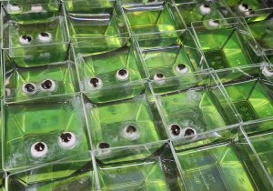 Galaretki w zielonym kolorze z oczkami.