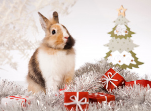 Mały króliczek w otoczeniu łańcuchów choinkowych i prezentów.