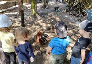 Grupka dzieci obserwująca kury w zagrodzie.