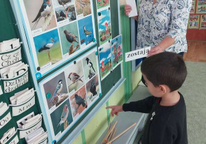 Dziecko stoi przy tablicy i czyta nazwy ptaków, które odlatują do ciepłych krajów i zostają w kraju.