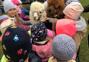 Dzieci dotykają wełny alpaki.