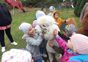 Grupka dzieci gładzi alpaki po wełnie.